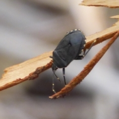 Unidentified Shield, Stink or Jewel Bug (Pentatomoidea) at West Hobart, TAS - 26 Jan 2024 by VanessaC