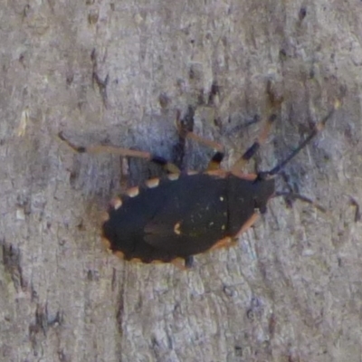 Unidentified Shield, Stink or Jewel Bug (Pentatomoidea) at West Hobart, TAS - 30 Jan 2024 by VanessaC