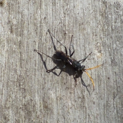 Fabriogenia sp. (genus) (Spider wasp) at West Hobart, TAS - 9 Feb 2024 by VanessaC