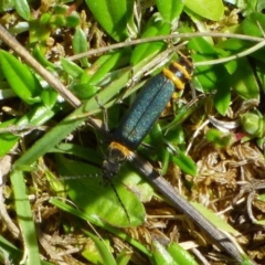 Chauliognathus sp. (genus) (Soldier beetle) at West Hobart, TAS - 29 Oct 2023 by VanessaC