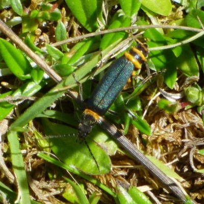 Chauliognathus sp. (genus) (Soldier beetle) at West Hobart, TAS - 29 Oct 2023 by VanessaC