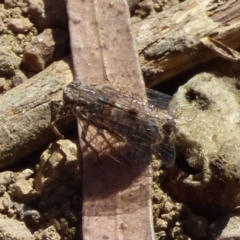 Unidentified Insect at West Hobart, TAS - 9 Feb 2024 by VanessaC