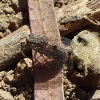 Unidentified Insect at West Hobart, TAS - 9 Feb 2024 by VanessaC