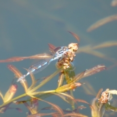Austrolestes annulosus (Blue Ringtail) at Lorinna, TAS - 3 Dec 2022 by VanessaC