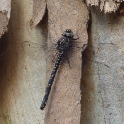 Unidentified Dragonfly or Damselfly (Odonata) at West Hobart, TAS - 25 Jan 2024 by VanessaC