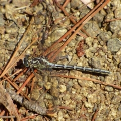 Unidentified Dragonfly or Damselfly (Odonata) at Risdon, TAS - 10 Feb 2023 by VanessaC