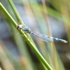 Austrolestes annulosus (Blue Ringtail) at Huntingfield, TAS - 15 Feb 2023 by VanessaC