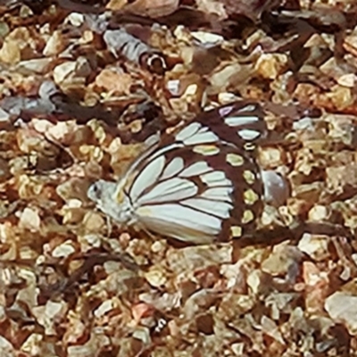 Belenois java (Caper White) at Braidwood, NSW - 22 Mar 2024 by MatthewFrawley