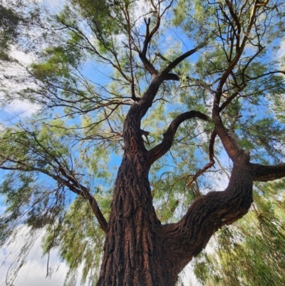 Eucalyptus sideroxylon subsp. sideroxylon (Mugga Ironbark or Red Ironbark) at Deakin, ACT - 22 Mar 2024 by Steve818