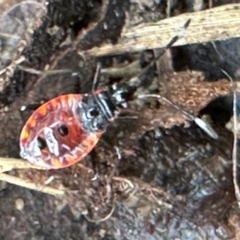 Dindymus versicolor (Harlequin Bug) at Kangaroo Valley, NSW - 23 Mar 2024 by lbradleyKV