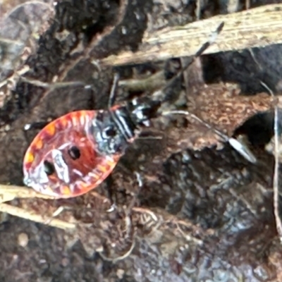 Dindymus versicolor (Harlequin Bug) at Kangaroo Valley, NSW - 23 Mar 2024 by lbradley