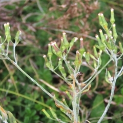 Senecio gunnii (Mountains Fireweed) at Tinderry, NSW - 16 Mar 2024 by AndyRoo