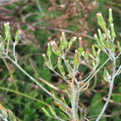 Senecio gunnii (Mountains Fireweed) at Tinderry, NSW - 16 Mar 2024 by AndyRoo