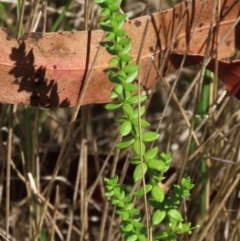 Galium ciliare subsp. ciliare at Tinderry, NSW - 16 Mar 2024 by AndyRoo