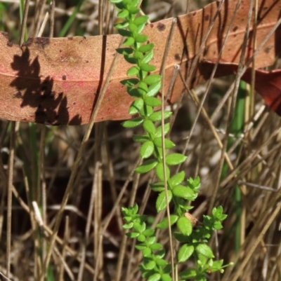 Galium ciliare subsp. ciliare at Tinderry, NSW - 16 Mar 2024 by AndyRoo
