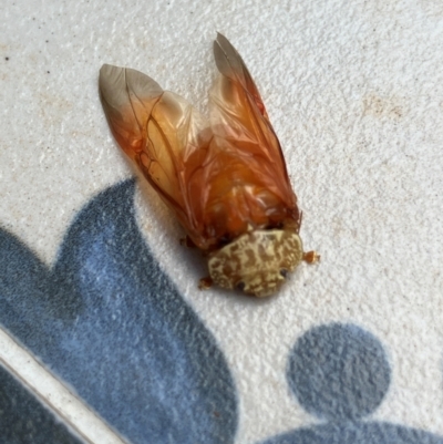 Unidentified Leaf beetle (Chrysomelidae) at Wanniassa, ACT - 23 Mar 2024 by billbob