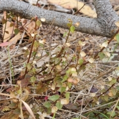 Scutellaria humilis (Dwarf Skullcap) at Isaacs Ridge - 23 Mar 2024 by Mike