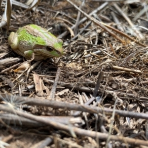 Litoria verreauxii verreauxii at Gundaroo, NSW - suppressed