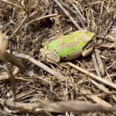 Litoria verreauxii verreauxii at Gundaroo, NSW - suppressed