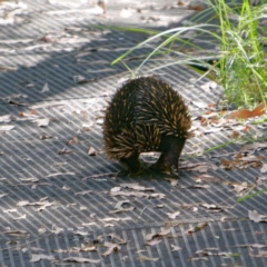 Tachyglossus aculeatus (Short-beaked Echidna) at Paddys River, ACT - 22 Mar 2024 by DPRees125