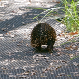 Tachyglossus aculeatus at Tidbinbilla Nature Reserve - 22 Mar 2024 02:51 PM