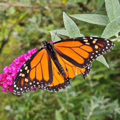 Danaus plexippus (Monarch) at Braidwood, NSW - 23 Mar 2024 by MatthewFrawley