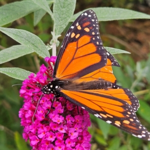 Danaus plexippus at QPRC LGA - 23 Mar 2024 12:08 PM