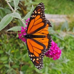 Danaus plexippus at QPRC LGA - 23 Mar 2024 12:08 PM