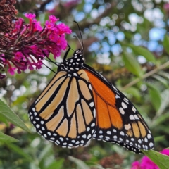 Danaus plexippus at QPRC LGA - 23 Mar 2024