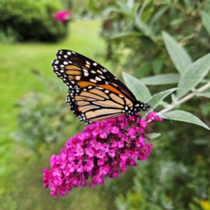 Danaus plexippus at QPRC LGA - 23 Mar 2024