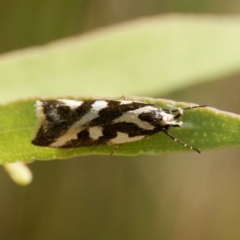 Epithymema incomposita (Chezela group) at Tidbinbilla Nature Reserve - 22 Mar 2024 by DPRees125