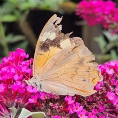 Heteronympha merope (Common Brown Butterfly) at QPRC LGA - 23 Mar 2024 by MatthewFrawley