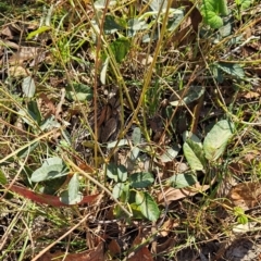 Oxytes brachypoda (Large Tick-trefoil) at Bullen Range - 22 Mar 2024 by BethanyDunne