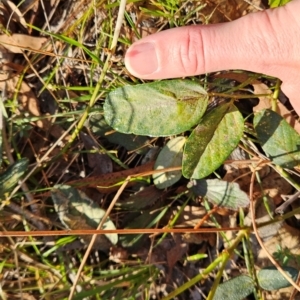 Oxytes brachypoda at Bullen Range - 23 Mar 2024 08:22 AM