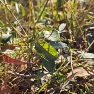 Oxytes brachypoda at Bullen Range - 23 Mar 2024