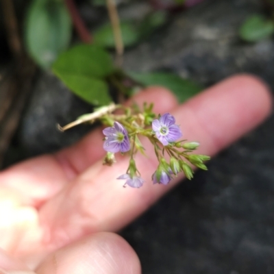 Veronica anagallis-aquatica (Blue Water Speedwell) at Bullen Range - 22 Mar 2024 by BethanyDunne