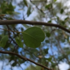 Eucalyptus camphora subsp. humeana (Mountain Swamp Gum) at Bullen Range - 22 Mar 2024 by BethanyDunne