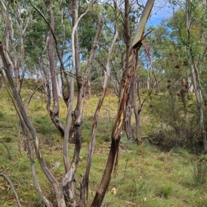 Eucalyptus camphora subsp. humeana at Bullen Range - 23 Mar 2024