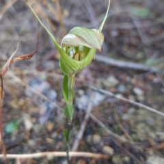 Diplodium reflexum (Dainty Greenhood) at Bullen Range - 22 Mar 2024 by BethanyDunne