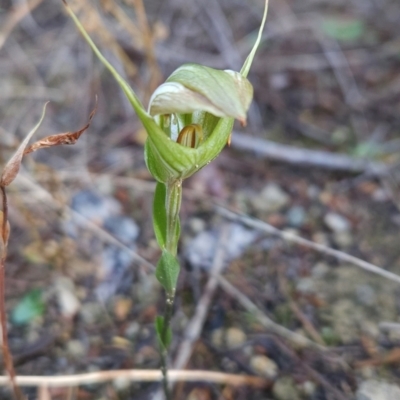 Diplodium reflexum (Dainty Greenhood) at Bullen Range - 23 Mar 2024 by BethanyDunne