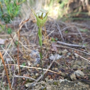 Diplodium reflexum at Bullen Range - 23 Mar 2024