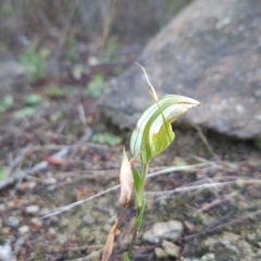 Diplodium reflexum at Bullen Range - 23 Mar 2024