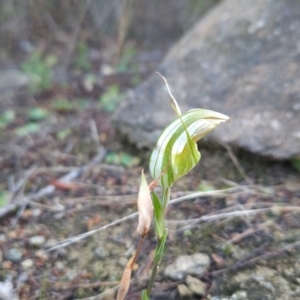 Diplodium reflexum at Bullen Range - 23 Mar 2024