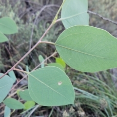 Eucalyptus blakelyi (Blakely's Red Gum) at Bullen Range - 23 Mar 2024 by BethanyDunne