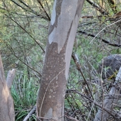 Eucalyptus blakelyi at Bullen Range - 23 Mar 2024