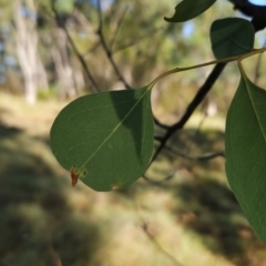 Eucalyptus camphora subsp. humeana (Mountain Swamp Gum) at Bullen Range - 22 Mar 2024 by BethanyDunne