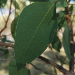 Eucalyptus camphora subsp. humeana at Bullen Range - 23 Mar 2024 08:45 AM