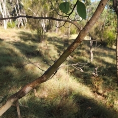 Eucalyptus camphora subsp. humeana at Bullen Range - 23 Mar 2024 08:45 AM