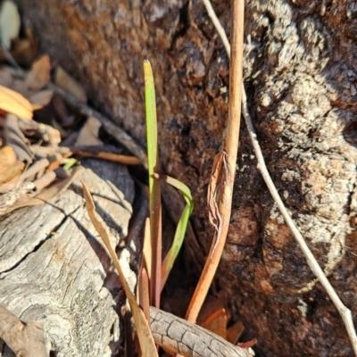 Calochilus saprophyticus (Leafless Beard Orchid) at Bullen Range - 23 Mar 2024 by BethanyDunne