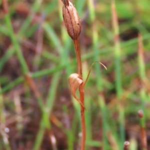 Diplodium sp. at Tinderry Mountains - 16 Mar 2024